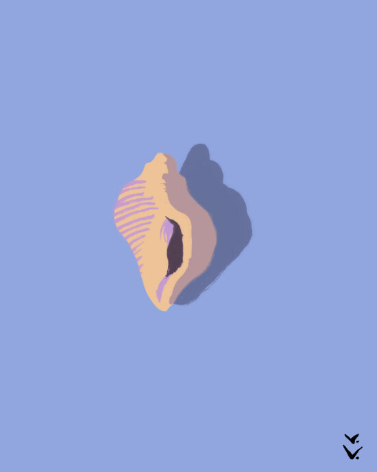 COQUILLAGE